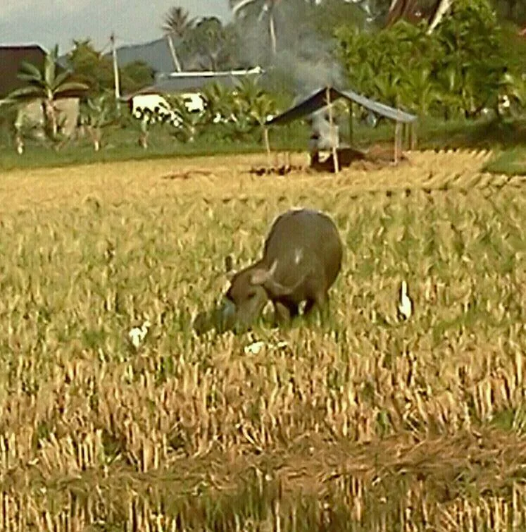 petang: Perbedaan Dzikir Pagi dan Sore dalam Praktik