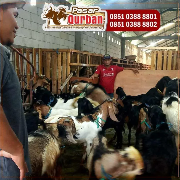 doa memotong kambing