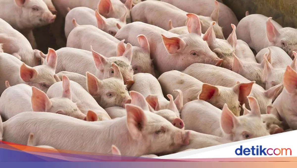 Menyimpulkan Pemahaman: Kenapa Babi Haram Itu Berlapis