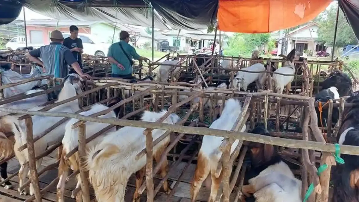Tips Praktis agar Doa Menyembelih Sapi Terbaca Sempurna