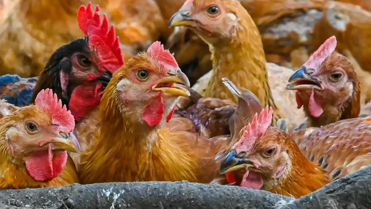 doa potong ayam menurut islam