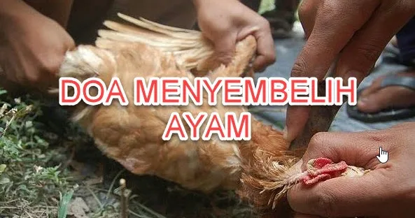 doa potong ayam menurut islam