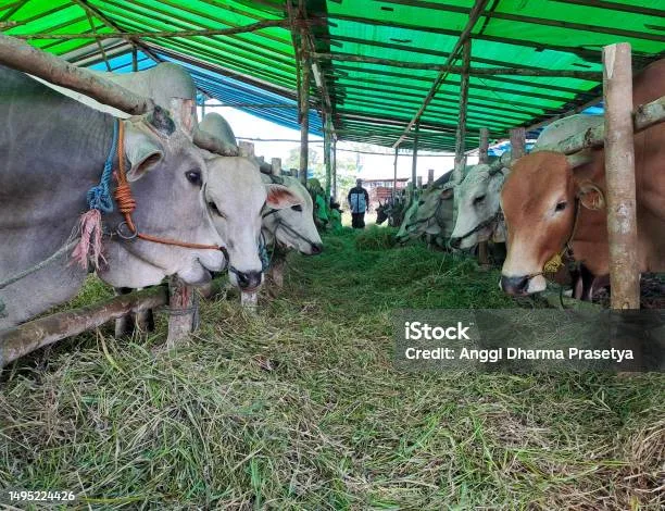 sapi kurban: Distribusi Daging Kurban: Etika dan Praktik yang Dianjurkan