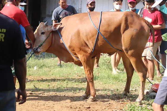 doa sapi kurban - Tabel Ringkasan Doa dan Tata Cara Kurban Sapi