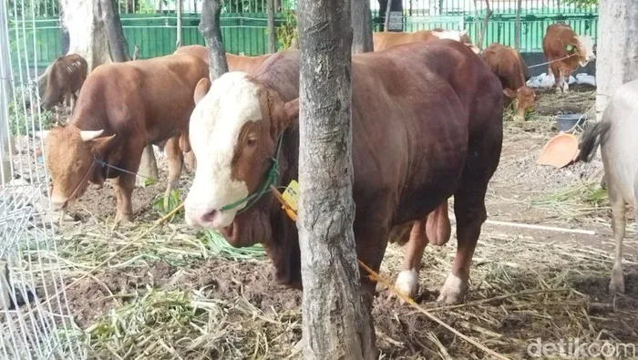 doa menyembelih sapi