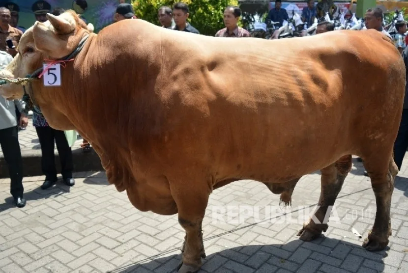 sapi kurban - Kesalahan yang Sering Terjadi dalam Pelaksanaan Kurban Sapi