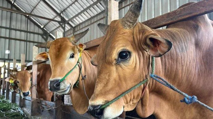 doa sapi kurban - Hikmah dan Pelajaran dari Ibadah Kurban Sapi