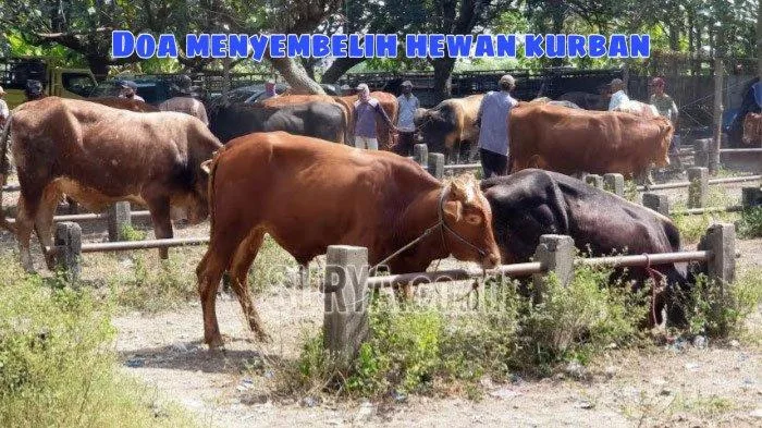 Memahami Doa Menyembelih Sapi sebagai Ibadah, Bukan Sekadar