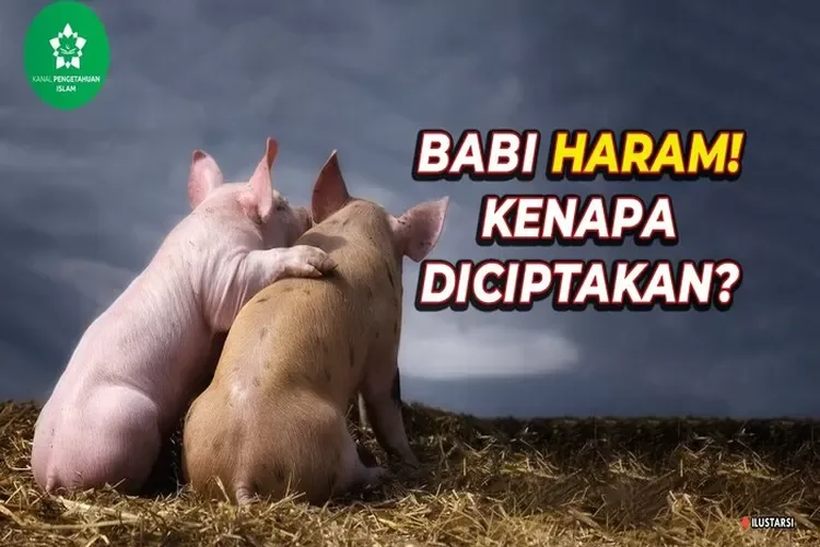 Dasar Hukum Kenapa Babi Haram dalam Islam