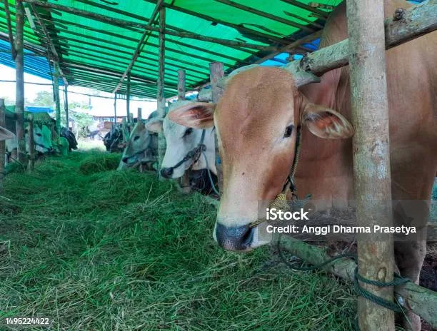 doa sapi kurban: Adab dan Etika saat Menyembelih Hewan Kurban Sapi