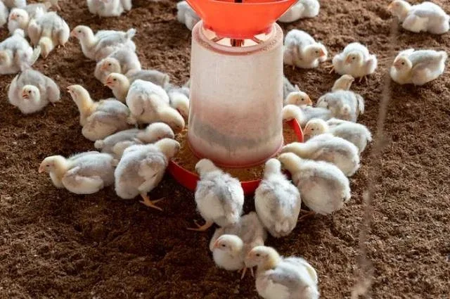 doa memotong ayam