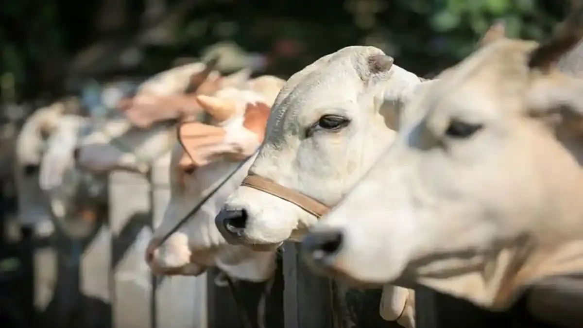 doa menyembelih sapi