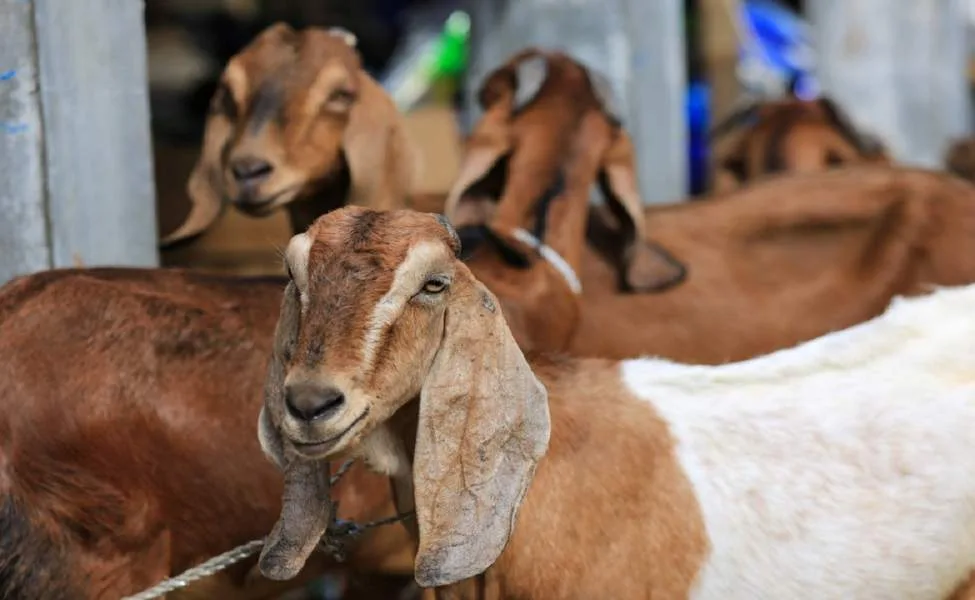 pengertian qurban