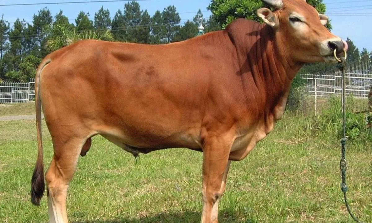 Mengenal Sapi Kurban: Definisi, Kedudukan, dan Peranannya