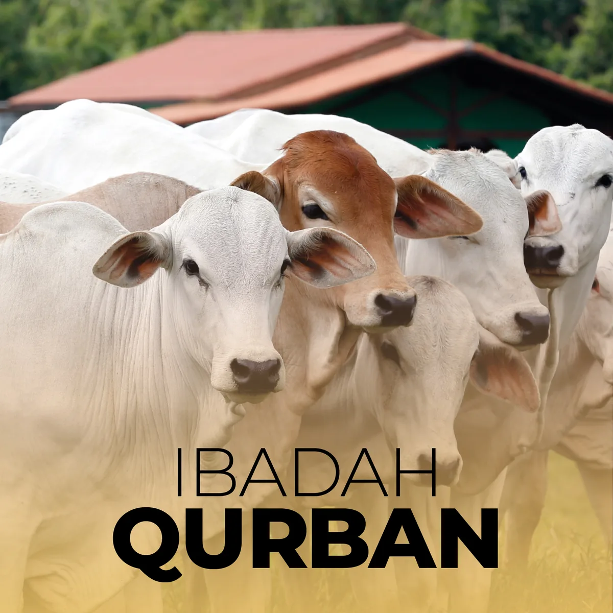Mengapa Ayah tentang Qurban Penting Dijadikan Rujukan
