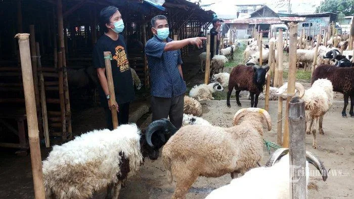 Perbedaan Doa Memotong Kambing untuk Kurban, Akikah, dan