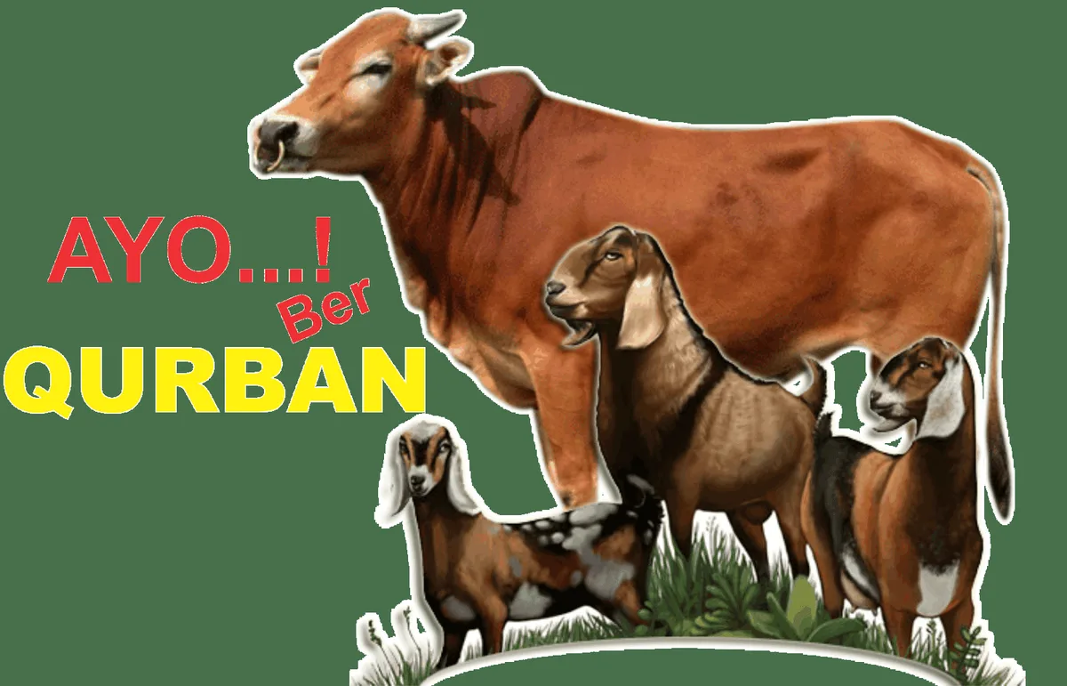 pengertian qurban - Kesalahan Umum yang Sering Terjadi di Lapangan