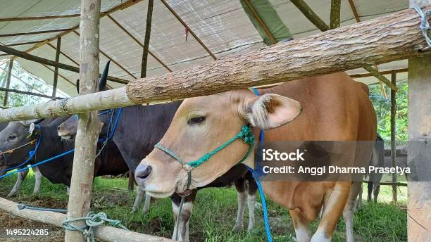 Pertanyaan yang Sering Diajukan tentang Doa Sapi Kurban